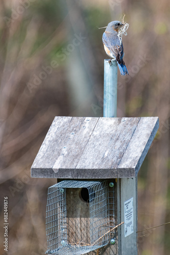 Eastern bluebird
