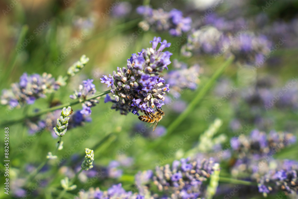 Close-Up of Bees Collecting Nectar from Blossoming Plants in lush green nature showing balanced ecosystem Close-Up of Bees Collecting Nectar from Blossoming Plants in lush green nature showing balanced ecosystem