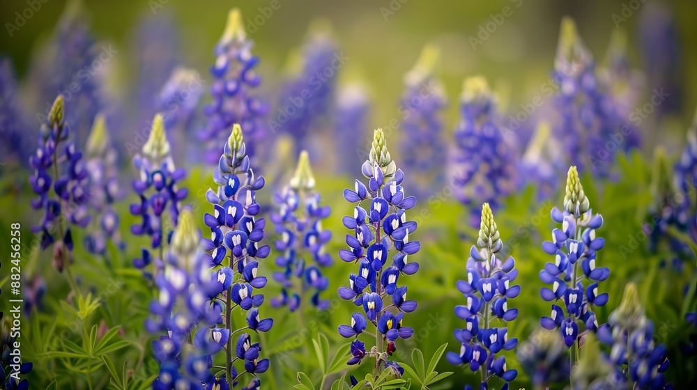 Fototapeta premium Blue lupine blooms adorned with yellow accents create a captivating view of a meadow, filled with vibrant colors and the essence of spring's renewal and beauty.
