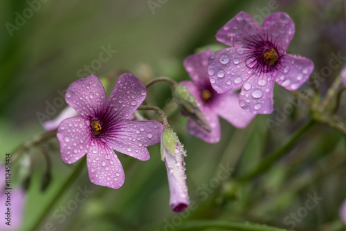 Small Purple Flower in Summertime