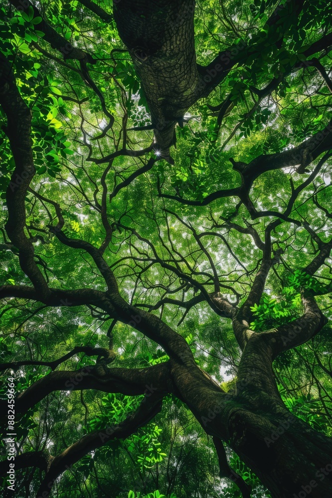 A single large tree standing tall in the middle of a dense forest, surrounded by lush greenery and possibly some autumn leaves A single large tree standing tall in the middle of a dense forest, surrounded by lush greenery and possibly some autumn leaves