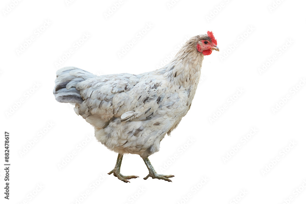 Fototapeta premium White Chicken female isolated on transparent background (Gallus domesticus)