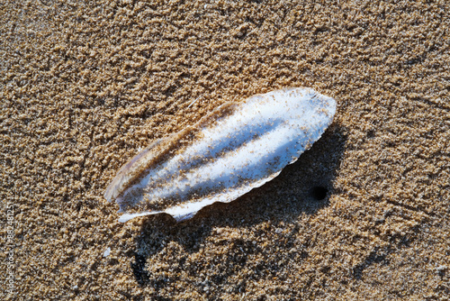 Cuttlefish Bone on beach seaside photo