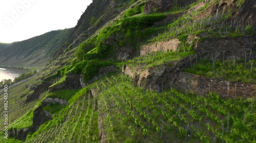 Vineyard terraces in Moselle Valley on Sunset time, Drone Aerial footage in Famous German Wine Region Moselle River photo