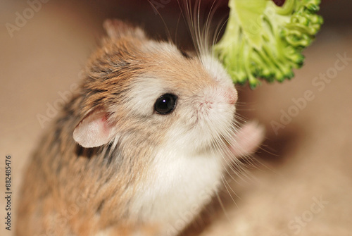 Roborovski hamster getting broccoli from her owner.