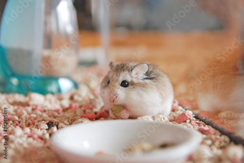 Cute Roborovski hamsters are eating snack seeds photo