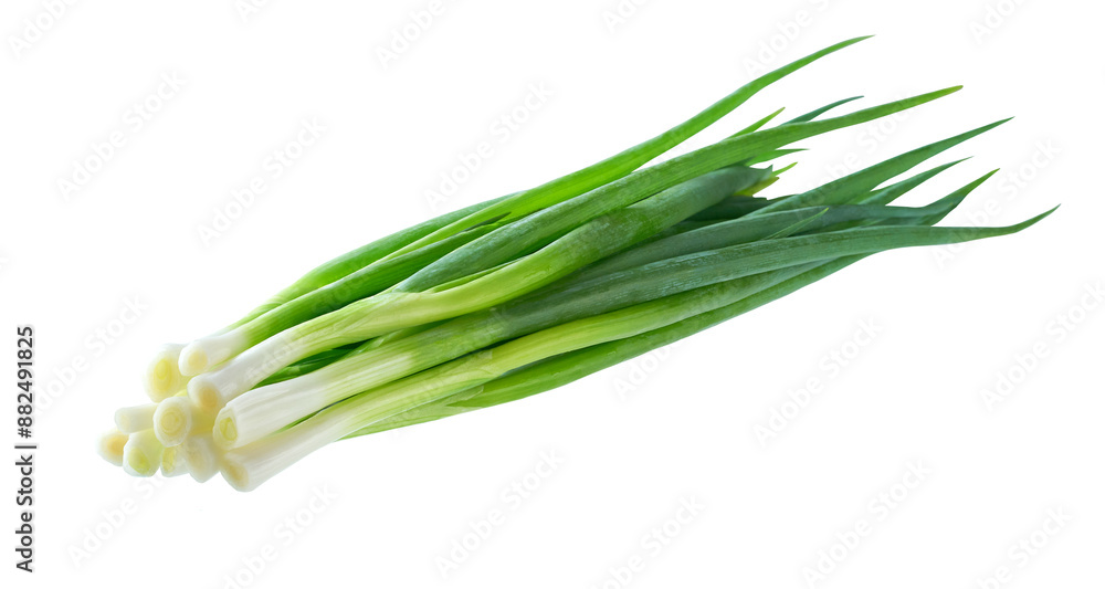 Fresh green onions isolated on a white background. Chives isolated. Young green onion. Fresh green onions isolated on a white background. Chives isolated. Young green onion.