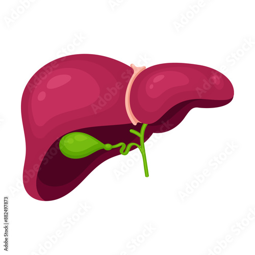 Isolated vector illustration graphic of a human liver and gallbladder