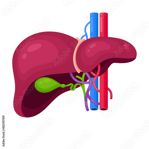 Isolated vector illustration graphic of a human liver and gallbladder