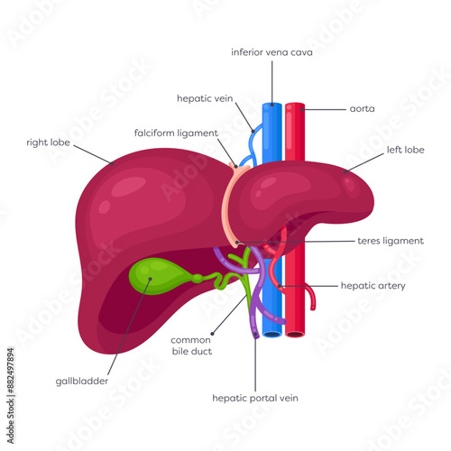 Human liver and gallbladder vector illustration graphic diagram