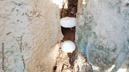 Wild mushroom plants hidden behind trees. Close up of wild mushrooms.