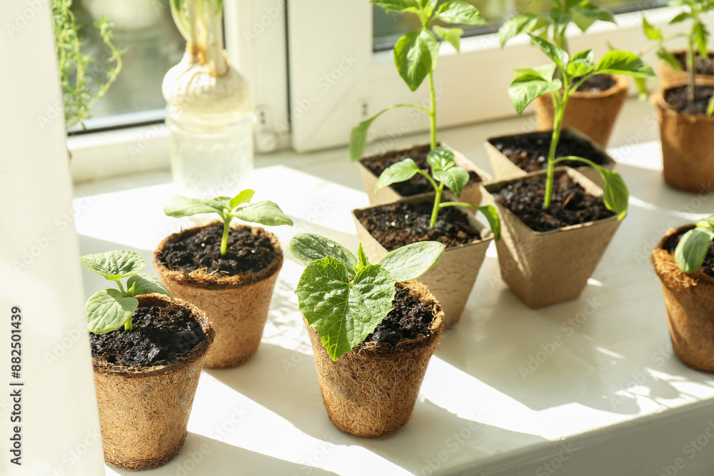 Many different seedlings growing in pots on window sill, closeup Many different seedlings growing in pots on window sill, closeup