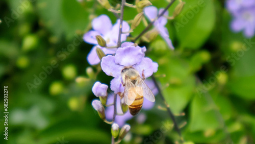 Bee on a flower photo