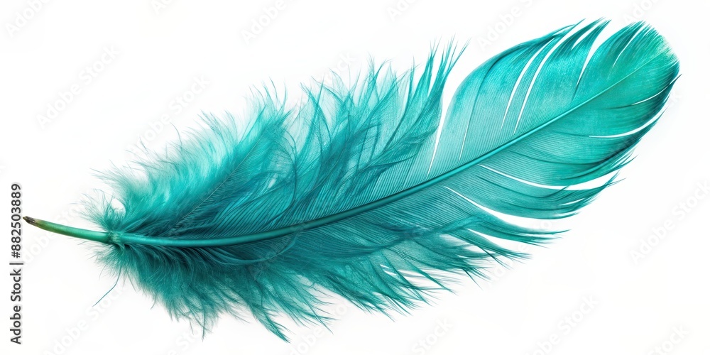 Turquoise feather of an angel on isolated background, angel, feather, turquoise, spiritual, heavenly, soft, delicate, gentle Turquoise feather of an angel on isolated background, angel, feather, turquoise, spiritual, heavenly, soft, delicate, gentle