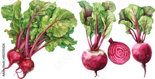 beet root watercolor clipart
