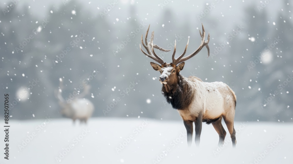 Majestic elk enduring the harsh winter, foraging through the snow, displaying the resilience and survival instincts of wildlife in cold climates Majestic elk enduring the harsh winter, foraging through the snow, displaying the resilience and survival instincts of wildlife in cold climates