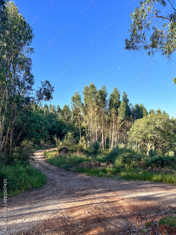 footpath wtih red sandy path at the camino de santiago, Portuguese way of the St. James way in Portugal