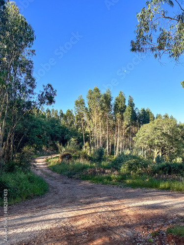 Obraz na płótnie footpath wtih red sandy path at the camino de santiago, Portuguese way of the St. James way in Portugal w salonie