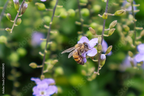 Bee on a flower photo