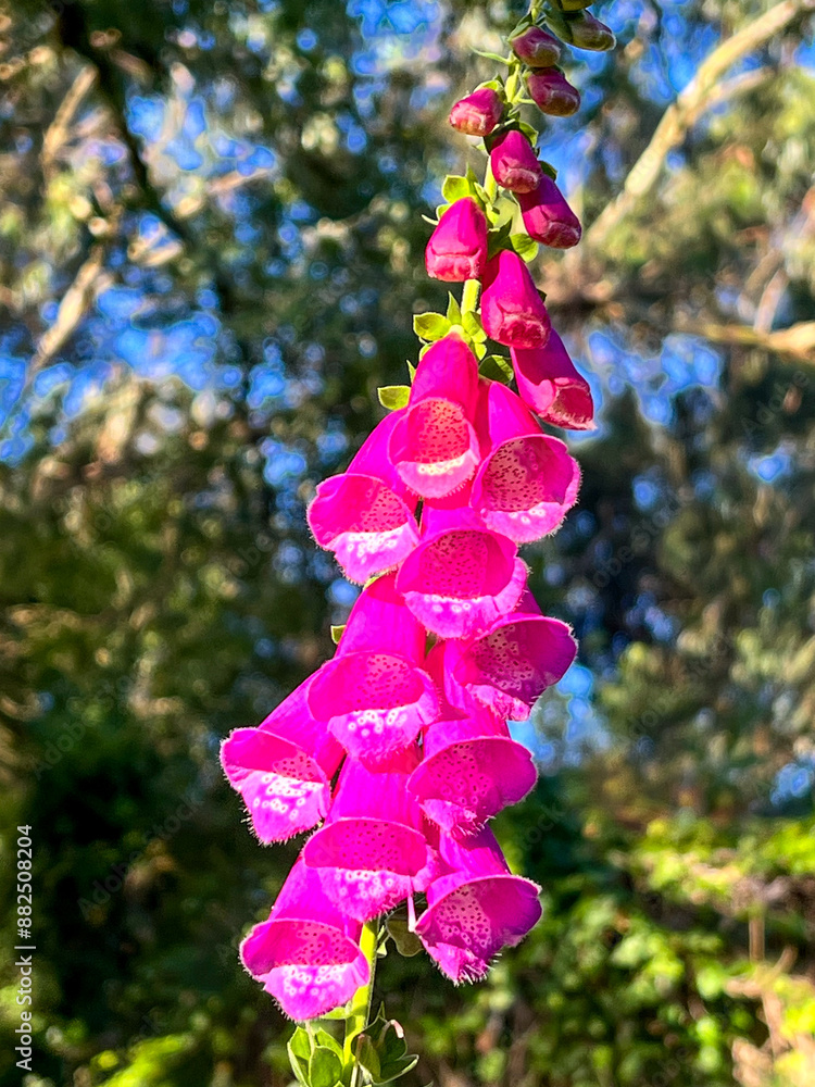Φωτογραφία pink and purple flowers at the camino de santiago, Portuguese way of the St