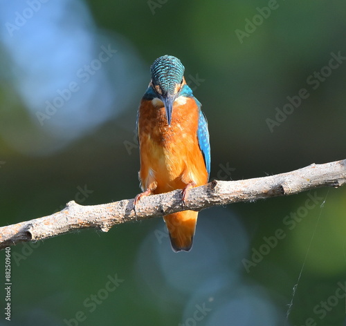 Kingfisher on the branch,front view. photo