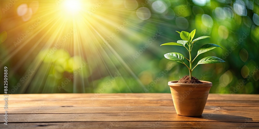 Plant growing on wooden table with sunlight shining on leaves, nature, growth, greenery, indoor, potted plant, foliage Plant growing on wooden table with sunlight shining on leaves, nature, growth, greenery, indoor, potted plant, foliage