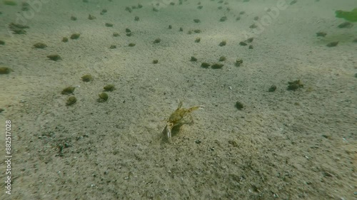 Flying crab (Liocarcinus holsatus) runs quickly between a lot of hermit crabs (Diogenes pugilator) by sandy bottom on a bright sunny day, Slow motion photo