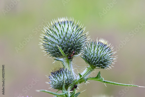 thistle in bloom