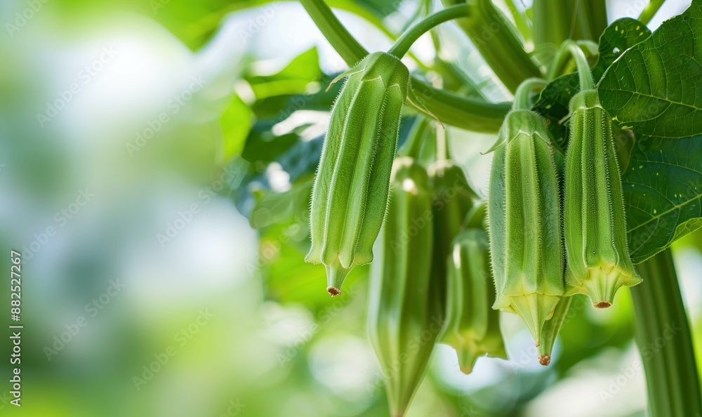 Fototapeta premium okra tree 