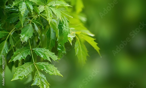 Neem tree