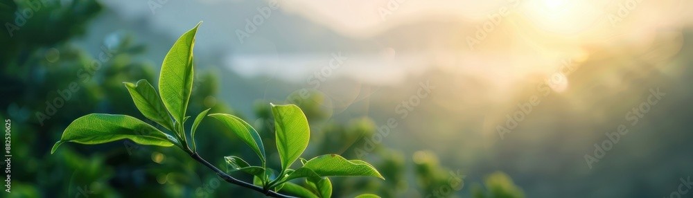 Classic View Aesthetic Timeless Scenery of Lush Green Leaves Against a Soft, Golden Sunrise Capture the Beauty of Nature with this Elegant Image Perfect for Desktop Background, Phone Wallpaper, or Classic View Aesthetic Timeless Scenery of Lush Green Leaves Against a Soft, Golden Sunrise Capture the Beauty of Nature with this Elegant Image Perfect for Desktop Background, Phone Wallpaper, or
