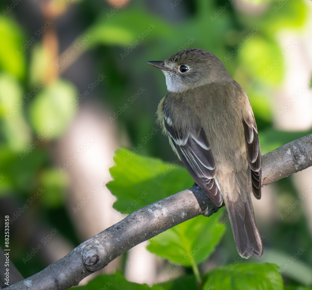 Fototapeta premium Alder Flycatcher