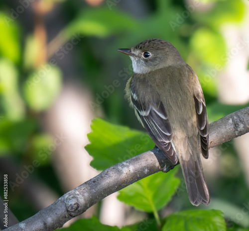 Alder Flycatcher