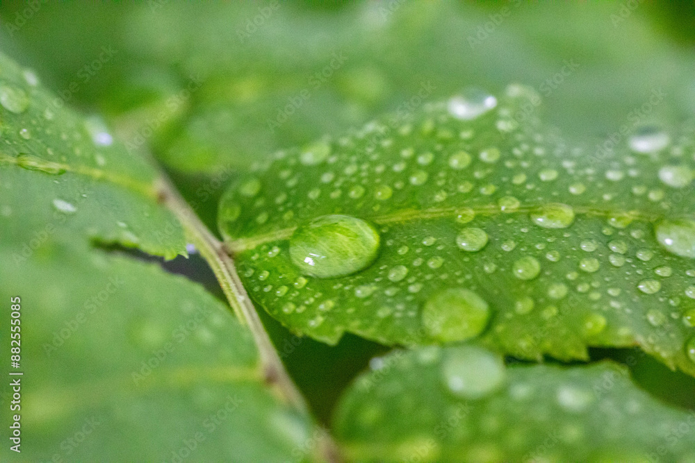 Water droplets on green leaves in macro photo Water droplets on green leaves in macro photo