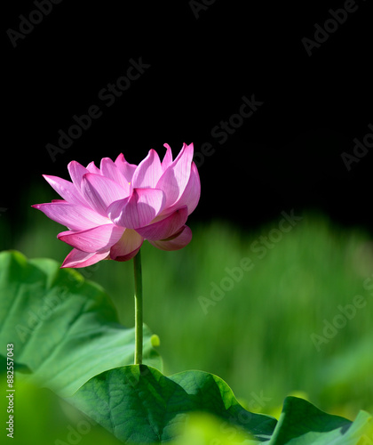 ハスの花