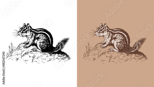 Classic engraving style 2-color vector illustration of a chipmunk
