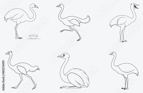 Majestic Ostrich Line Art Collection