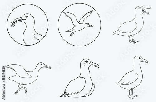 Exquisite Albatross Line Art Vector Collection