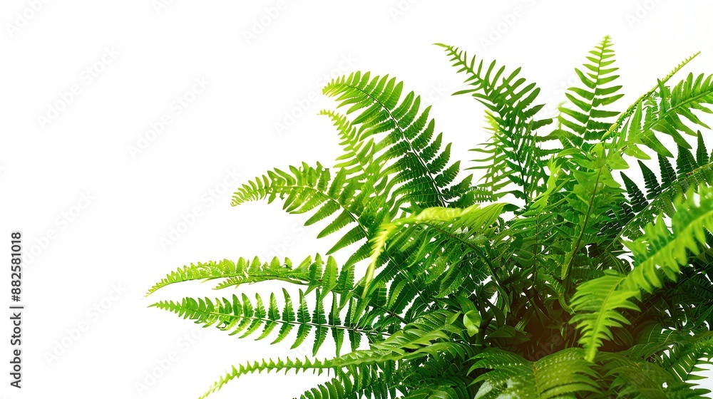 Vibrant green fern leaves with a white background. Perfect botanical themed stock photo for nature, gardening, and interior design projects, air purifying trees, Boston Fern Vibrant green fern leaves with a white background. Perfect botanical themed stock photo for nature, gardening, and interior design projects, air purifying trees, Boston Fern