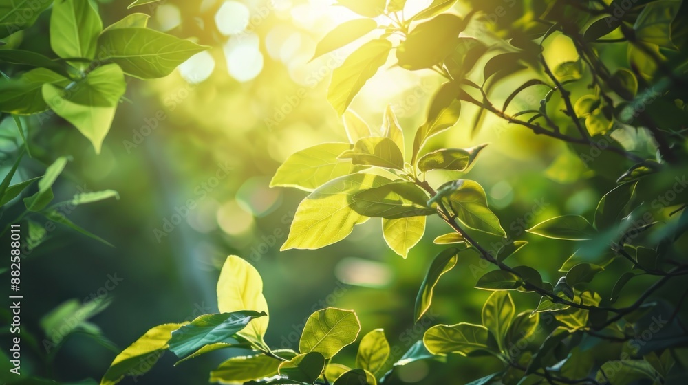 Obraz premium Sunlight Filtering Through Lush Green Leaves