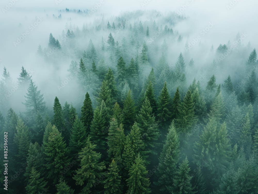 Aerial shoot of a pine forest with a fog Aerial shoot of a pine forest with a fog