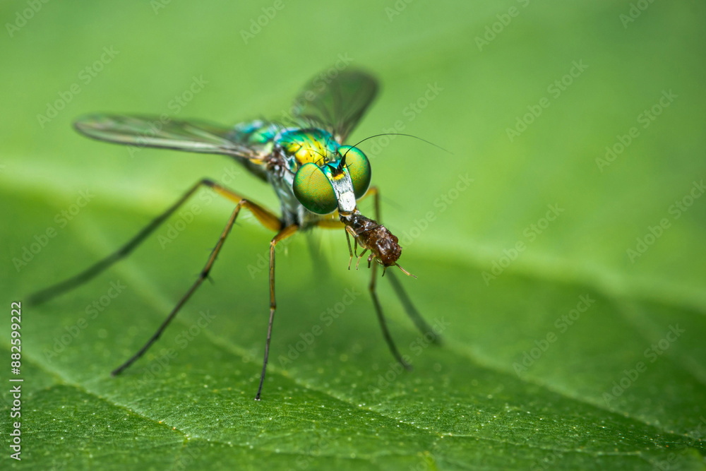 Small Long-legged fly eating its prey on a green leaf, Macro photo, Selective focus. Small Long-legged fly eating its prey on a green leaf, Macro photo, Selective focus.