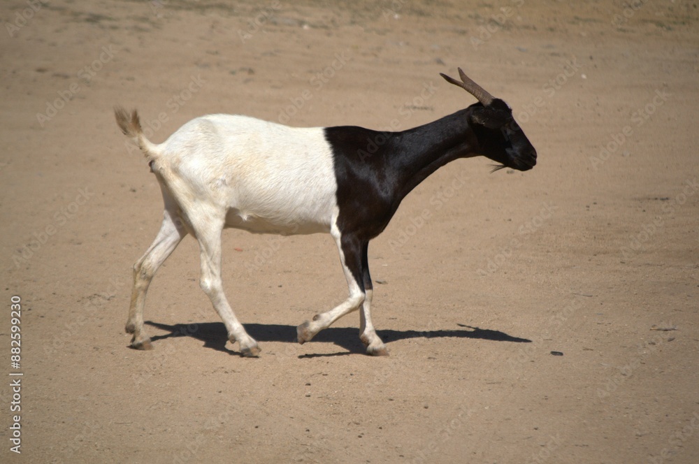 Podemos encontrar ganado vacuno en Paraguana,pero la mayoria de los animales de corral son cabras mas adaptadas al ambiente arido de la peninsula. Podemos encontrar ganado vacuno en Paraguana,pero la mayoria de los animales de corral son cabras mas adaptadas al ambiente arido de la peninsula.