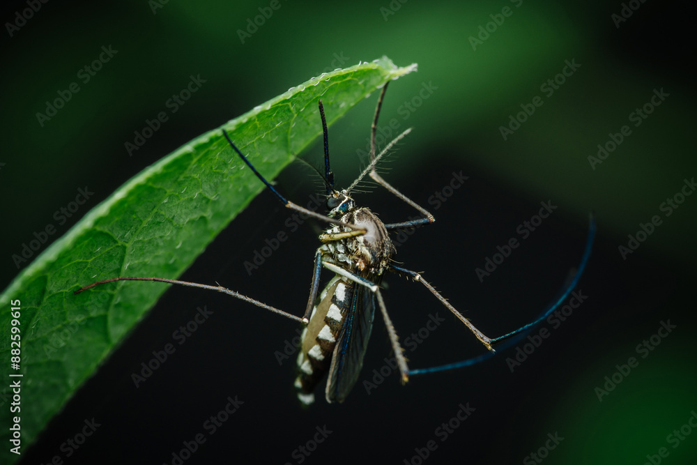 Fototapeta premium Close up a mosquito hides under green leaf, nature blurred background, macro photos, selective focus, insect Thailand.