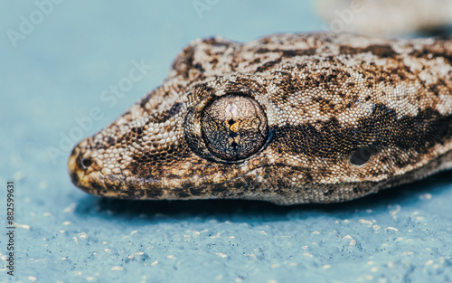 Flat-tailed house gecko, Hemidactylus platyurus close up head isolated on floor background. photo