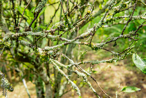 Branches on a thick trunk. Green area. Colombian nature.