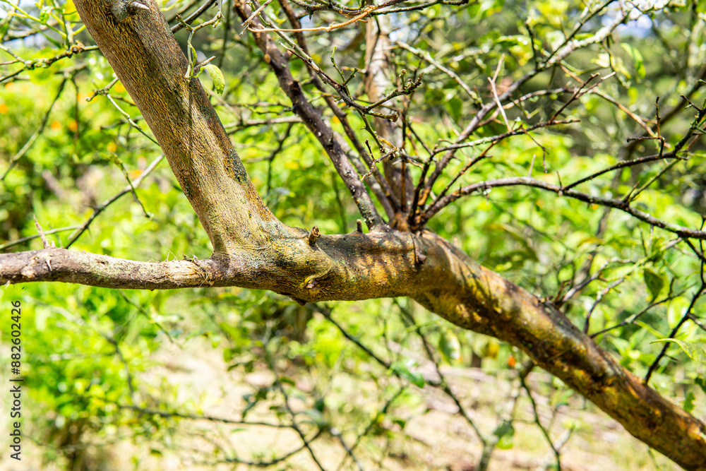 Branches on a thick trunk. Green area. Colombian nature. Branches on a thick trunk. Green area. Colombian nature.