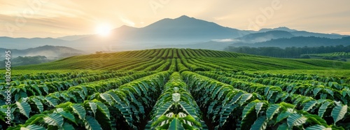 Majestic image of the Bolaven Plateau's coffee plantations, copy space, natural lighting photo