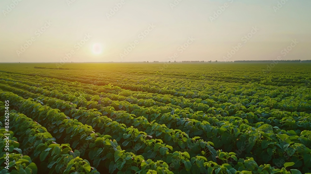 Fototapeta premium Soybean Fields