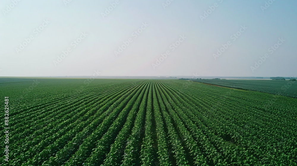 Soybean Stretch Soybean Stretch